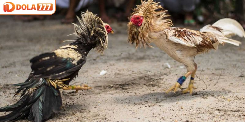 Các hình thức đá gà trực tiếp