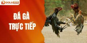 đá gà trực tiếp