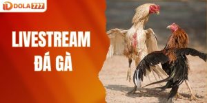 livestream đá gà