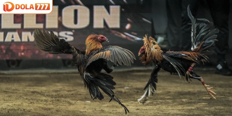 Lưu ý khi cập nhật tin gà thomo