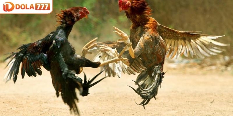 Theo dõi tỉ mỉ quá trình diễn ra trận đấu