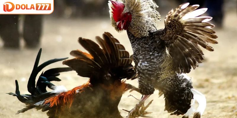 Tin tức đá gà Thomo được cập nhật liên tục