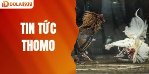 tin tức Thomo